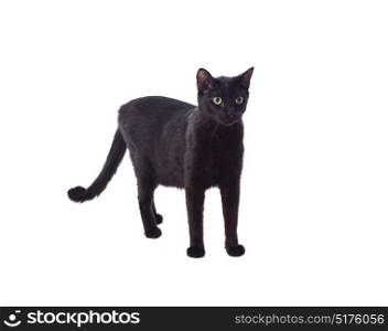 Black cat with yellow eyes isolated on a whit background