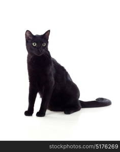 Black cat with yellow eyes isolated on a whit background