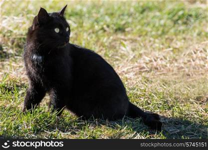 Black cat with yellow eyes sitting on green grass
