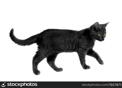 Black cat with yellow eyes walking on white
