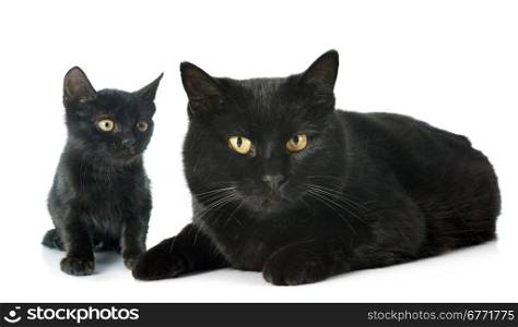black cats in front of white background