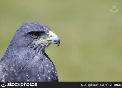 Black-chested buzzard-eagle on a green background.