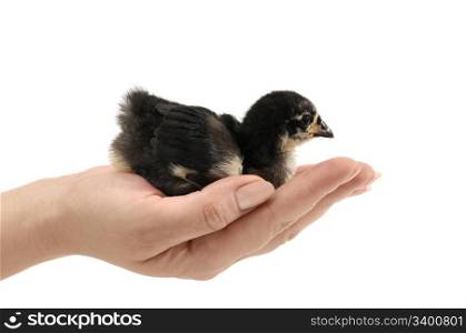 black chicken in hand isolated on white