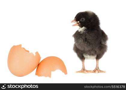 Black chicken with a broken eggshells isolated on white background