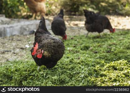 black chickens farm eating grass