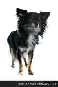black chihuahua in front of white background