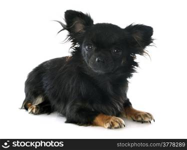 black chihuahua in front of white background
