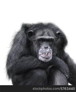 Black Chimpanzee Isolated On White Background