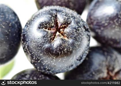 black chokeberry,Aronia melanocarpa