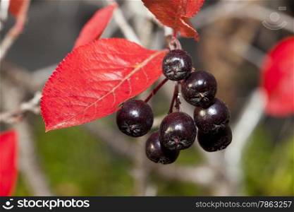 Black chokeberry (Aronia melanocarpa) against the background of red foliage