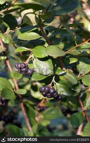 Black chokeberry on the bush