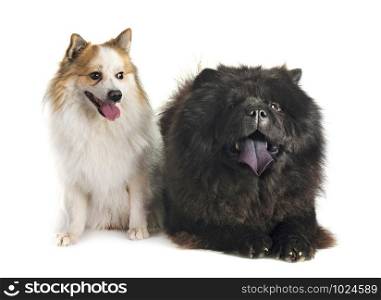 black chow chow and Icelandic Sheepdog in front of white background