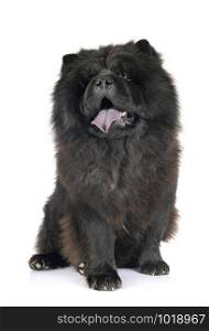 black chow chow in front of white background