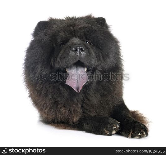 black chow chow in front of white background
