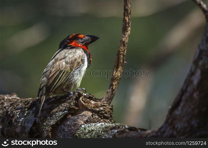 Black collared Barbet in natural background in Kruger National park, South Africa ; Specie Lybius torquatus family of Ramphastidae. Black collared Barbet in Kruger National park, South Africa