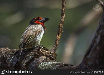 Black collared Barbet in natural background in Kruger National park, South Africa ; Specie Lybius torquatus family of Ramphastidae. Black collared Barbet in Kruger National park, South Africa