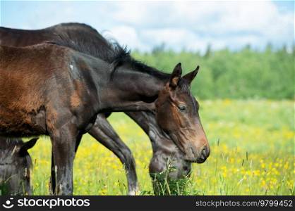black  colt grazing  at pasture with herd. summer sunny day. herd life