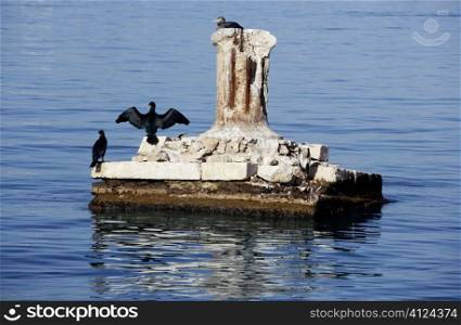 Black cormorant opening wings to get dry on the old dock