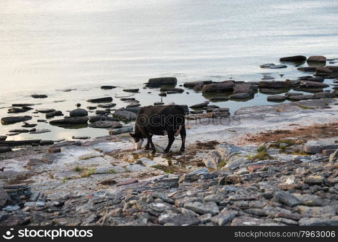 Black cow by a flat rock coast at the swedish island oland in the baltic Sea