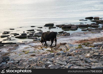 Black cow by a flat rock coast at the swedish island oland in the baltic Sea