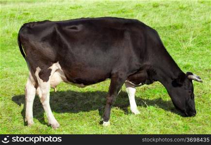 Black cow grazing in a green meadow, side view