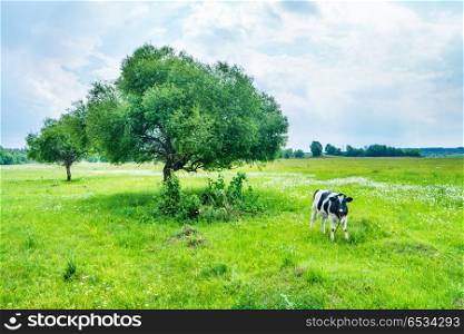 Black cow on the green field. Black cow on the green field with big tree. Rural landscape
