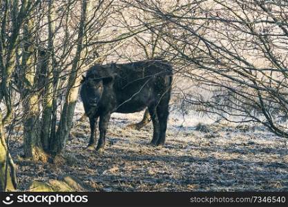 Black cow standing in some trees on a cold frosty wintere day with sunshine
