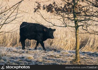 Black cow walking along a wheat field with frost on the ground in the early winter