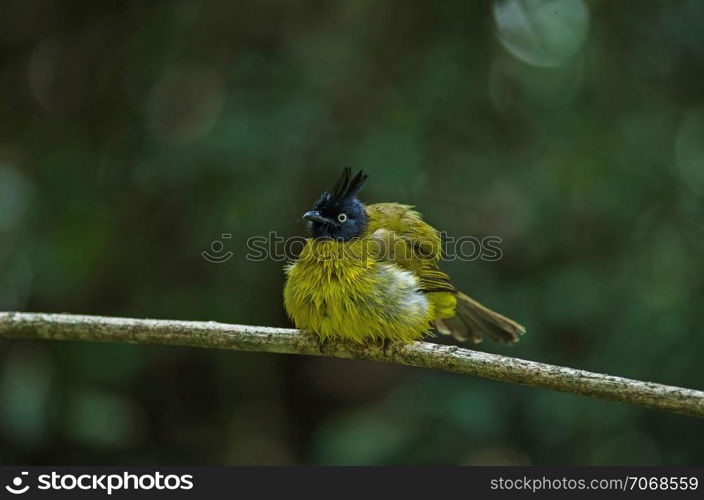 black-crested bulbul (Pycnonotus flaviventris) perched on branch