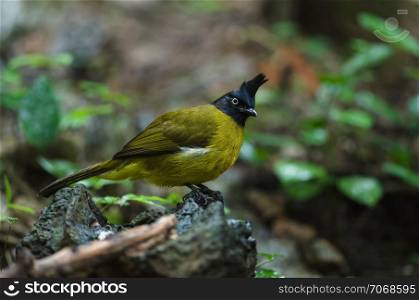 black-crested bulbul (Pycnonotus flaviventris) perched on branch