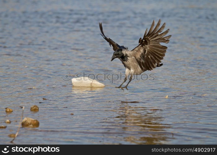 Black crow landing on the water with wings spread wide open