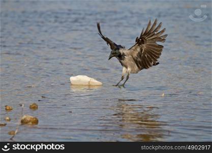 Black crow landing on the water with wings spread wide open