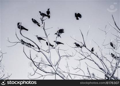 Black Crow on bare branches against the sky