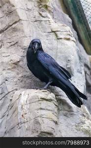 Black Crow. Raven Portrait