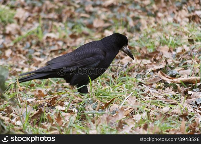 Black crow searching for food. Common crow.
