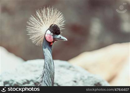 Black Crowned Crane (Balearica Pavonina) Bird