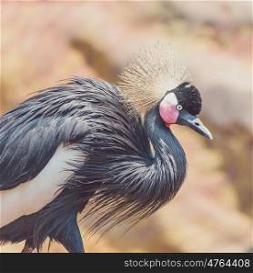 Black Crowned Crane (Balearica Pavonina) Bird