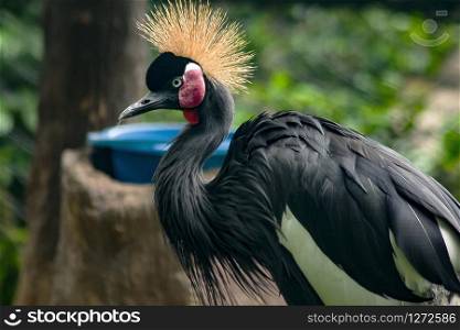 Black Crowned Crane in the Zoo Sources found in savanna in southern Africa.