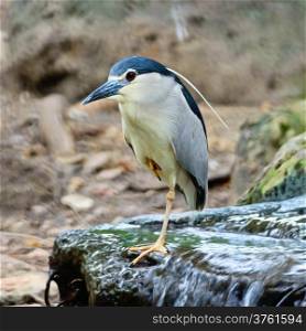 Black-crowned Night Heron (Nycticorax nycticorax), breast profile