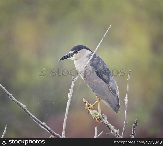 Black-crowned Night Heron (Nycticorax nycticorax) in natural habitat. Black-crowned Night Heron in natural habitat