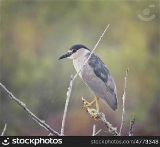Black-crowned Night Heron (Nycticorax nycticorax) in natural habitat. Black-crowned Night Heron in natural habitat