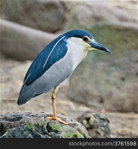Black-crowned Night Heron (Nycticorax nycticorax), side profile