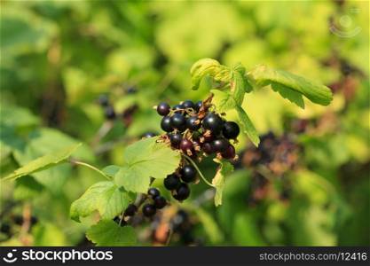 Black currant branch in the garden, sunny day