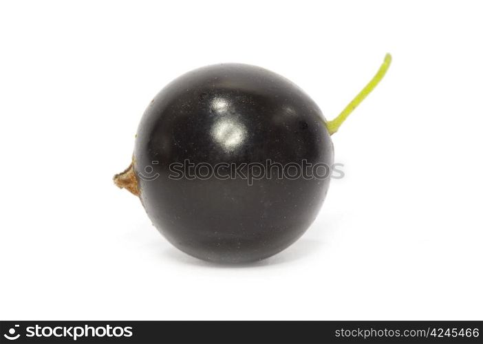 black currant fruits isolated on white background