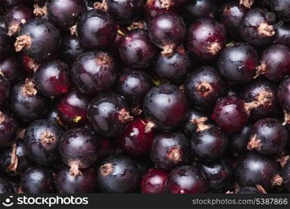 Black currant fuits as a background for design