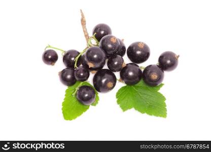 Black currant on the white background