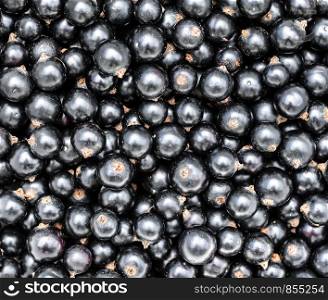 Black currant. Top view. Heap of black currant close up backgraund. Summer berries.