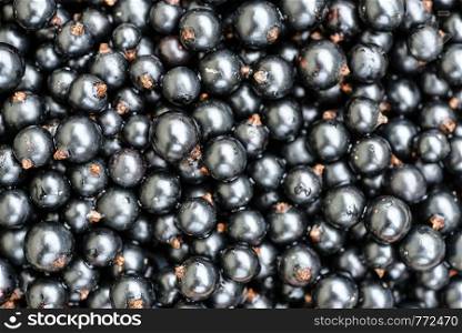 Black currant. Top view. Heap of black currant close up backgraund. Summer berries.. Black currant. Top view.