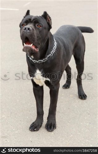 Black Dog breed Cane Corso standing. Shallow depth of field. Black Dog breed Cane Corso standing