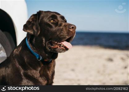 black dog having fun beach